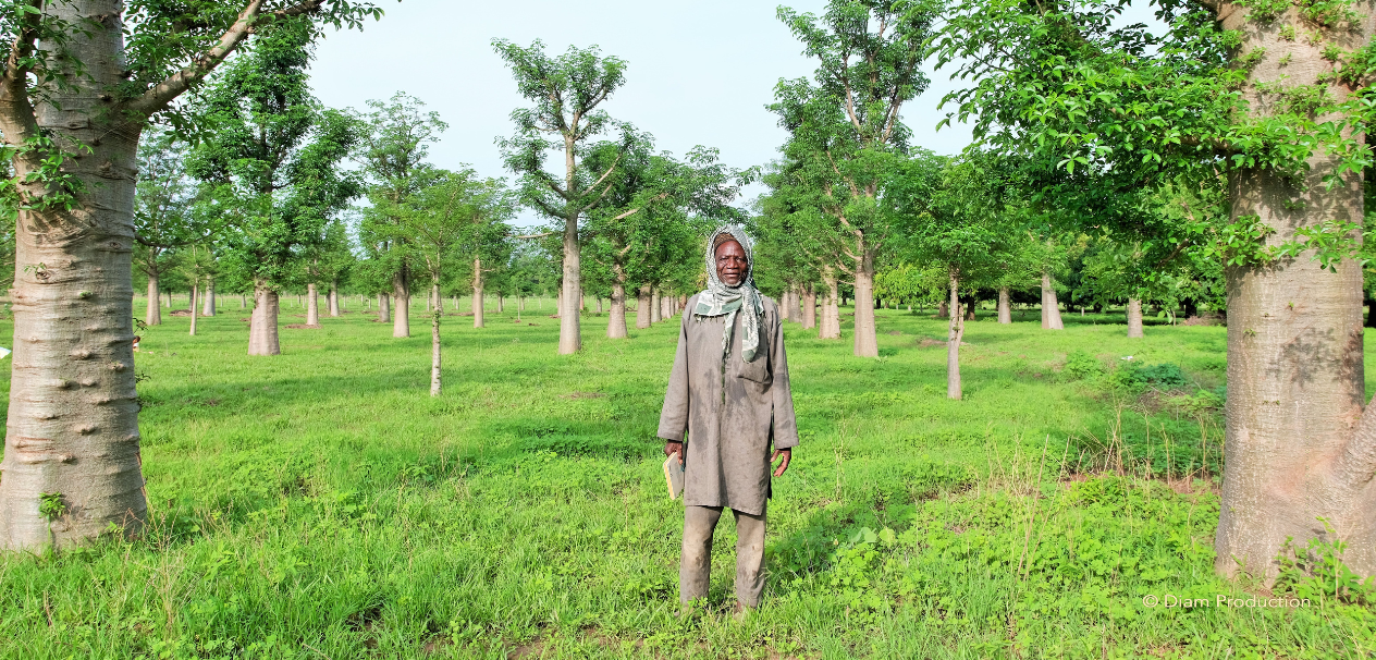 The Man Who Plants the Baobabs