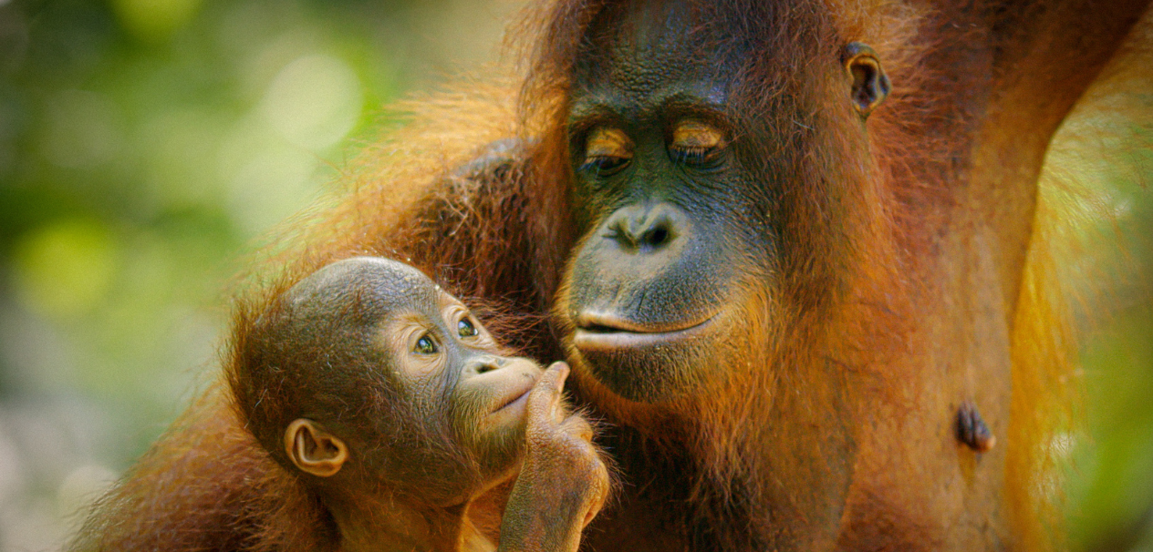 Orangutans - The Mysterious People of the Forest